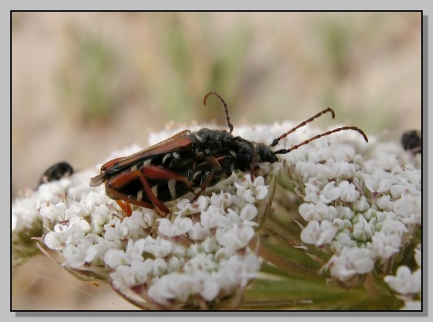 Zygaena lavandulae e Stenopterus